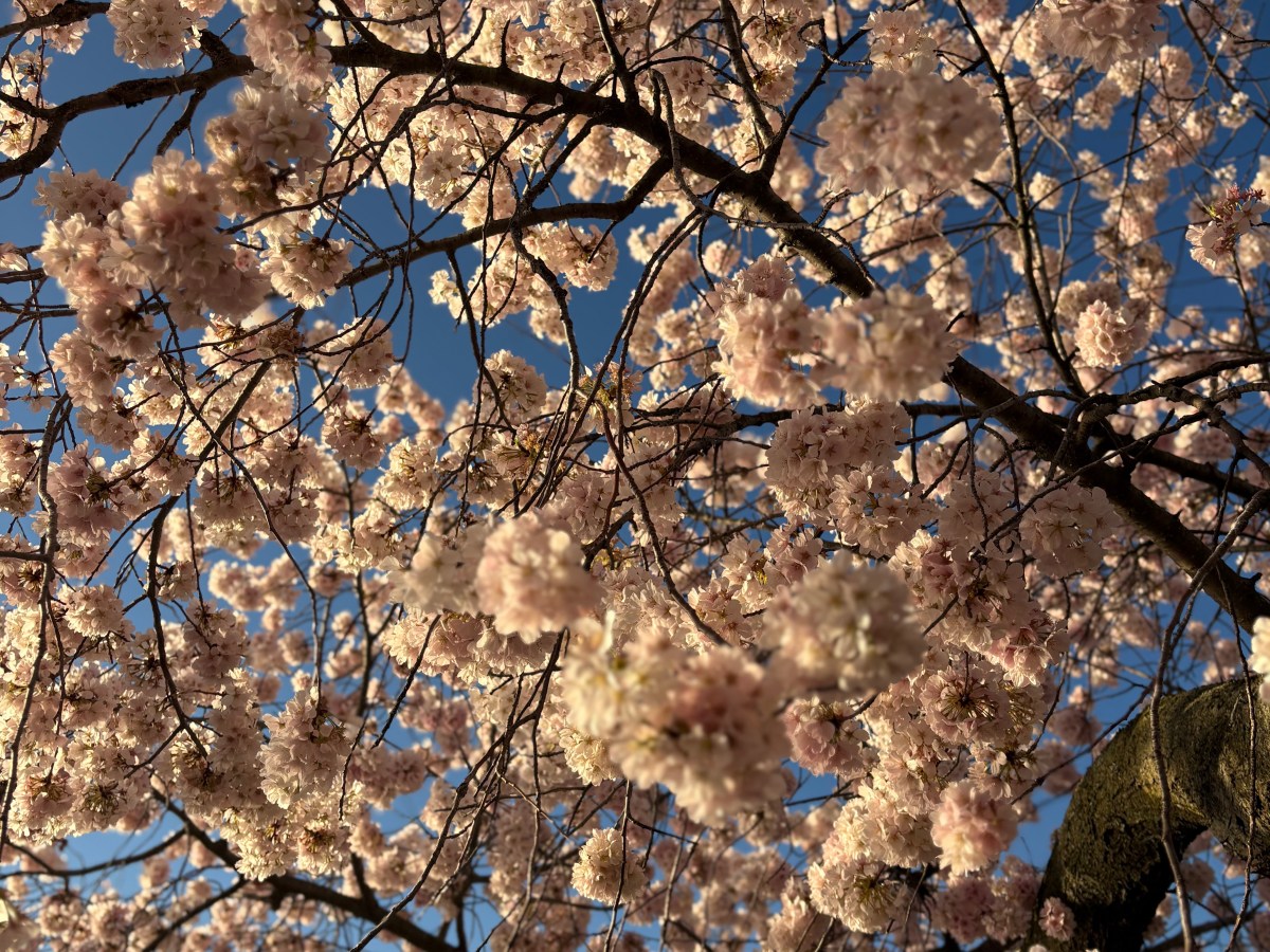 The Hierophant: interpreting  Life Lessons through timing &&nbsp;tarot